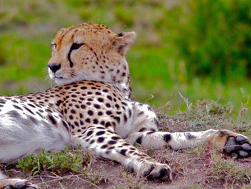 高清：探訪馬賽馬拉保護區裏的野生動物